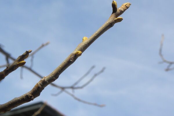 Carya cordiformis - Buds