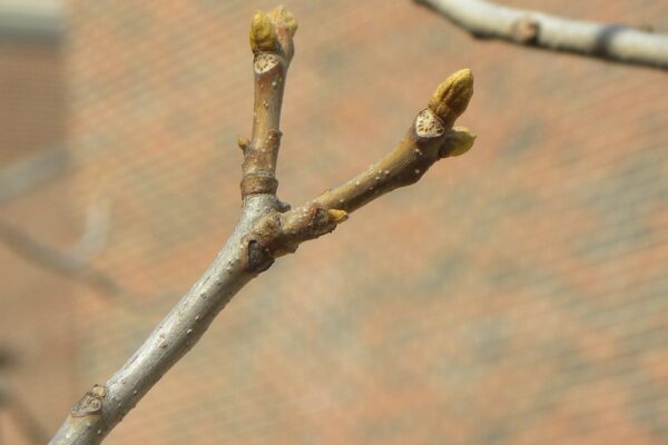 Carya cordiformis - Buds