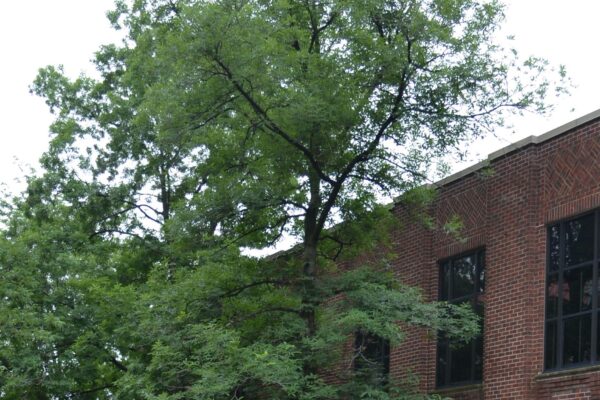 Carya cordiformis - Overall Tree Habit