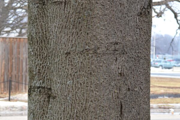 Carya glabra - Bark