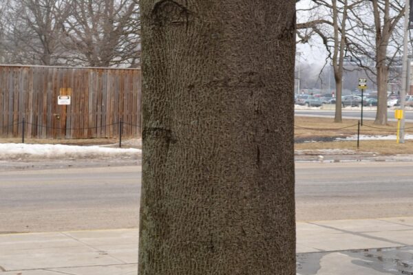 Carya glabra - Bark