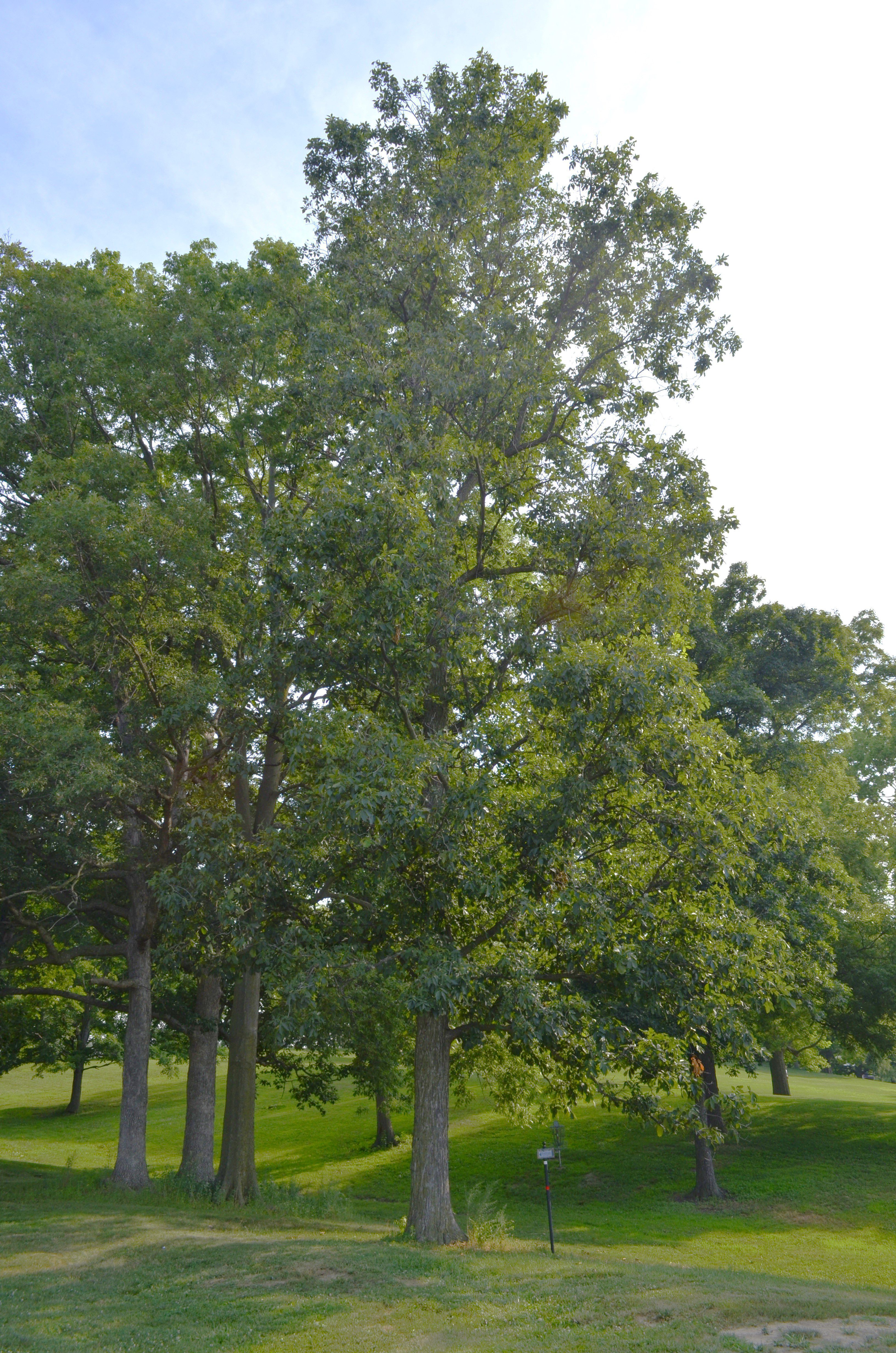Carya glabra – Purdue Arboretum Explorer