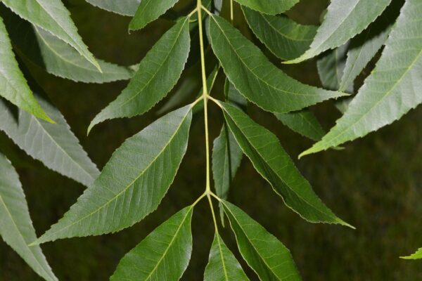 Carya illinoinensis - Leaf