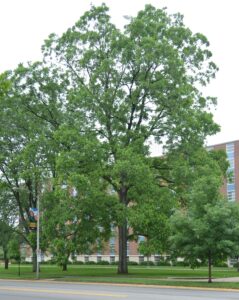 Carya illinoinensis - Tree Habit