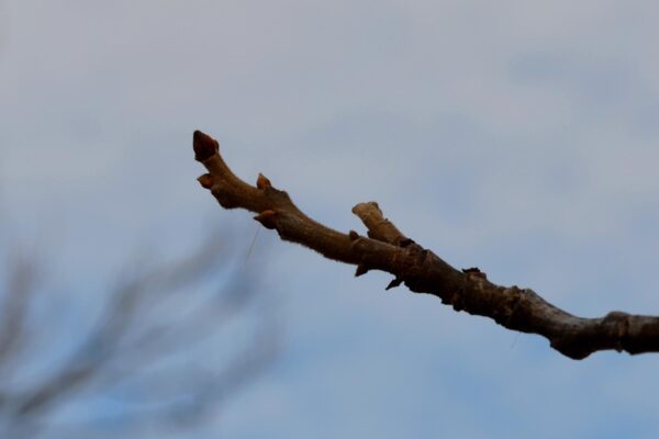 Carya illinoinensis - Buds