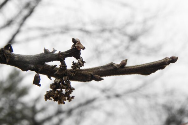 Carya illinoinensis - Buds