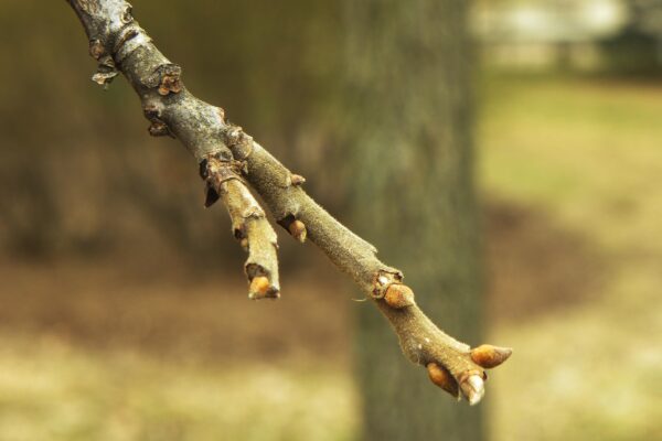 Carya illinoinensis - Buds