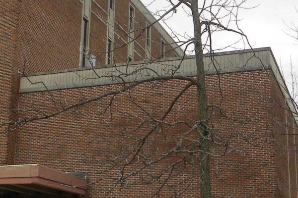 Carya illinoinensis - Winter Habit