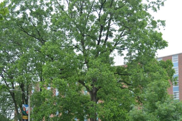 Carya illinoinensis - Tree Habit