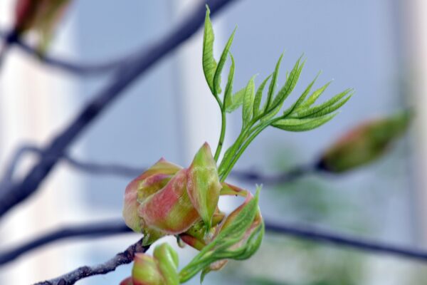 Carya ovata - Emerging Foliage