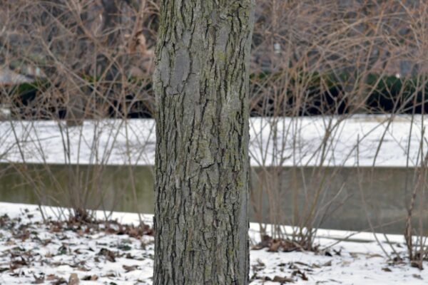 Carya ovata - Bark