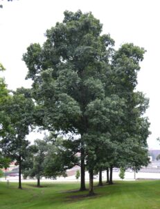 Carya ovata - Overall Tree Habit