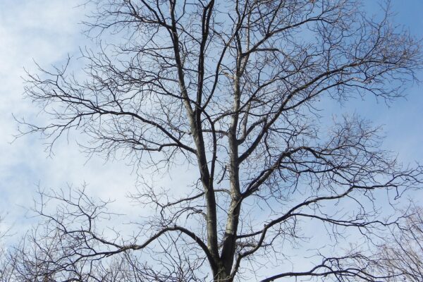 Carya ovata - Winter Habit