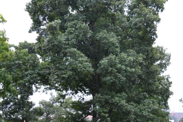 Carya ovata - Overall Tree Habit