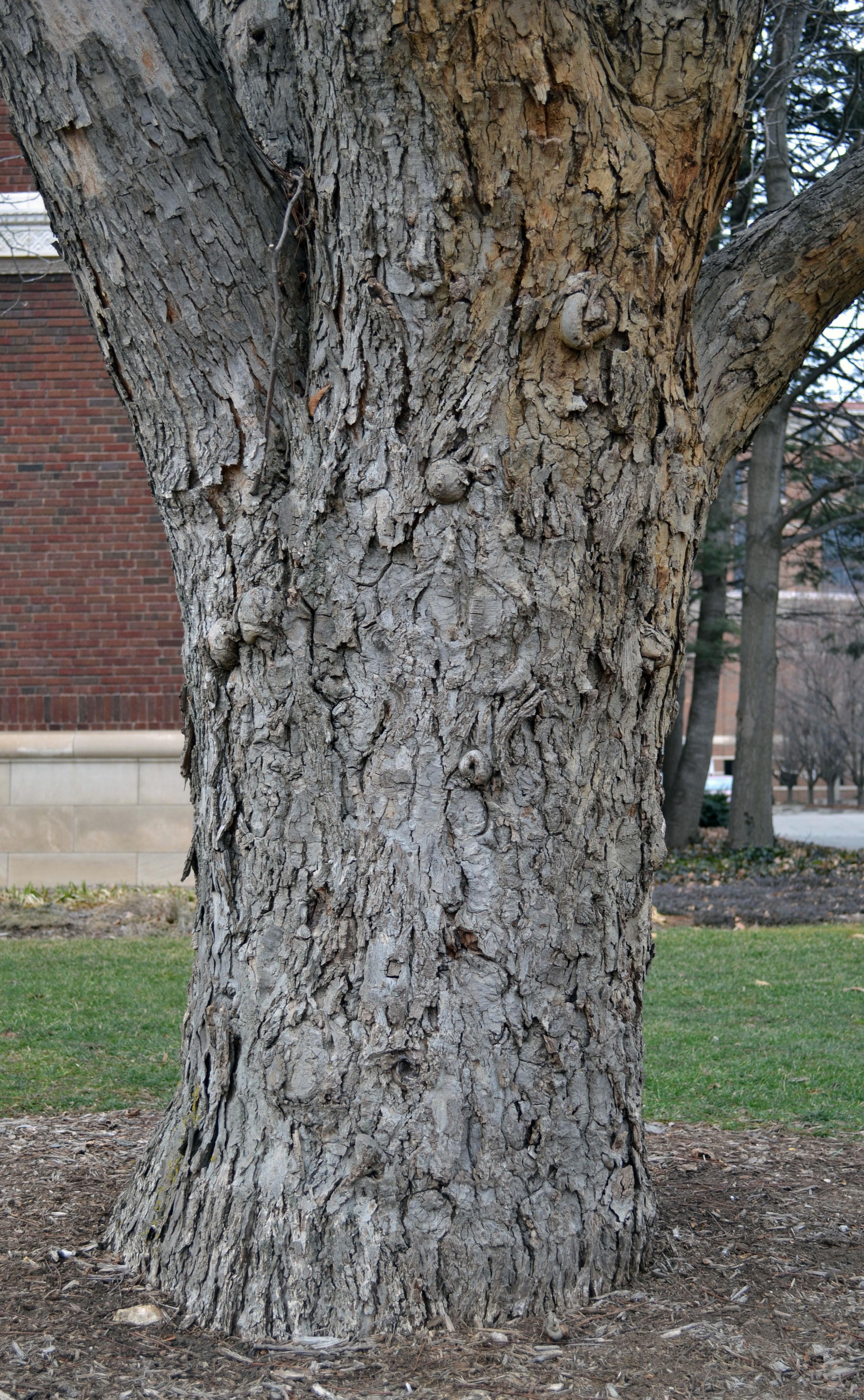 Carya × nussbaumeri – Purdue Arboretum Explorer