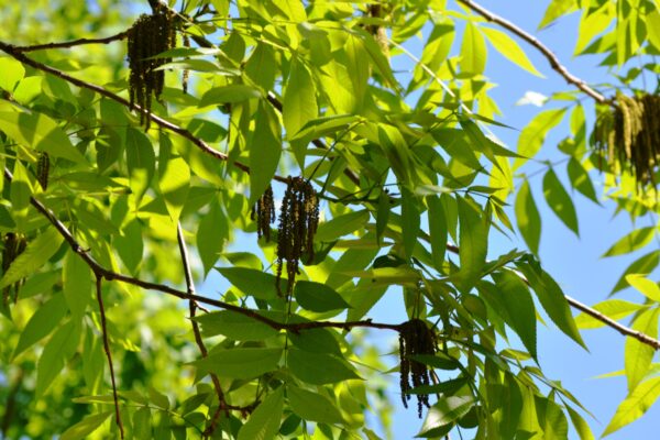 Carya × nussbaumeri - Flowers and Foliage