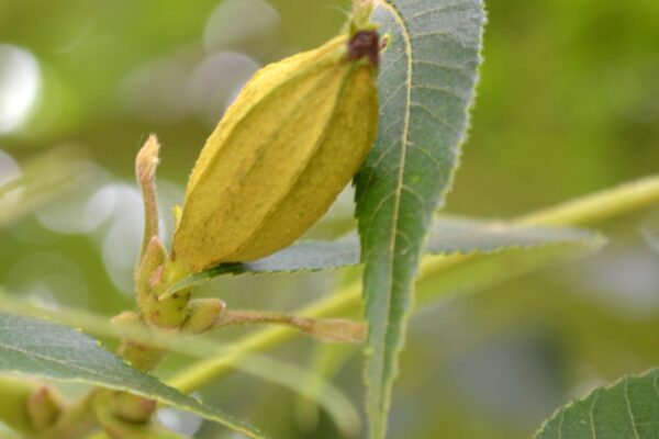 Carya × nussbaumeri - Young Fruit