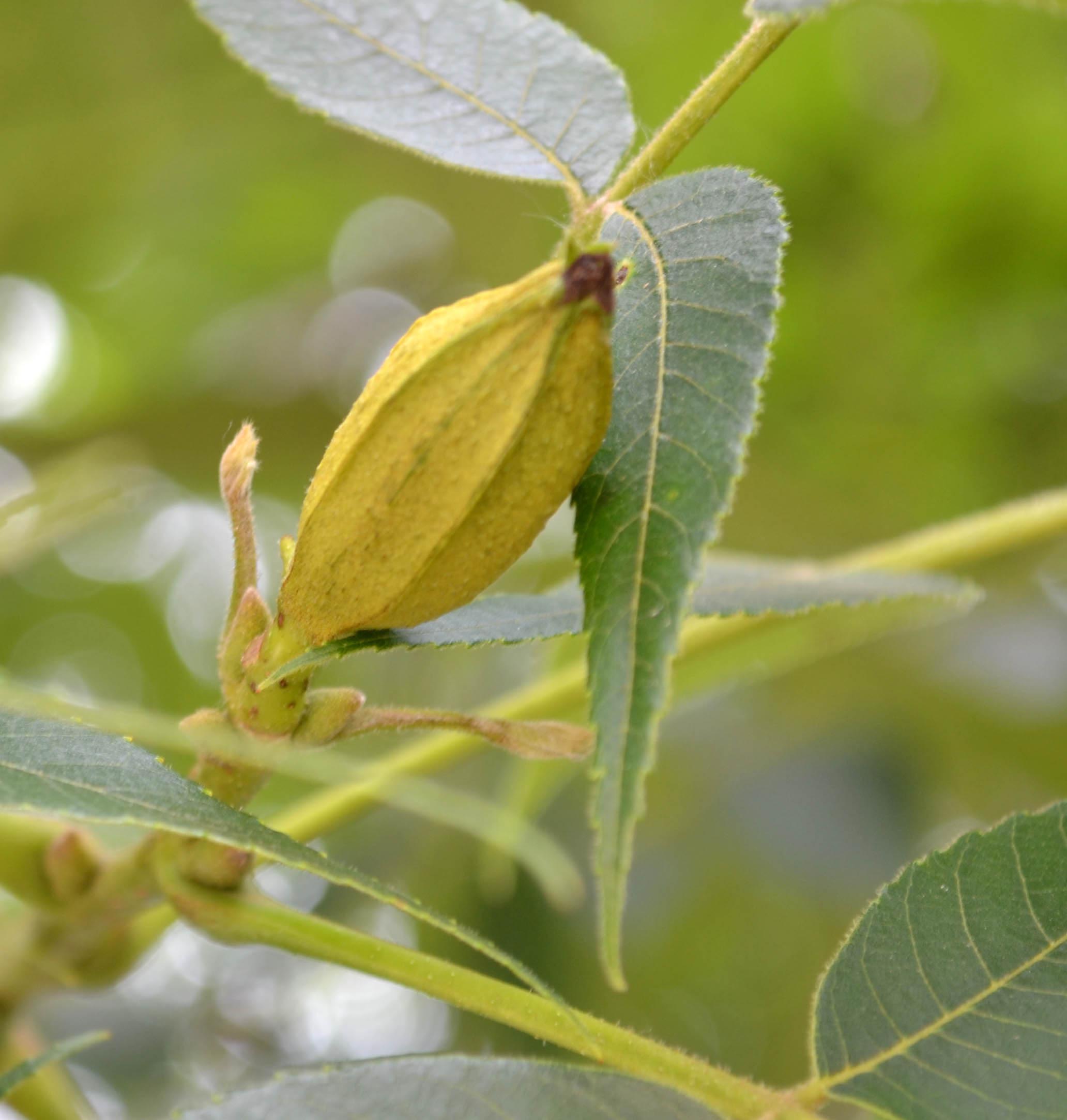 carya-nussbaumeri-purdue-arboretum-explorer