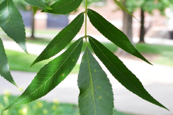 Carya × nussbaumeri - Foliage