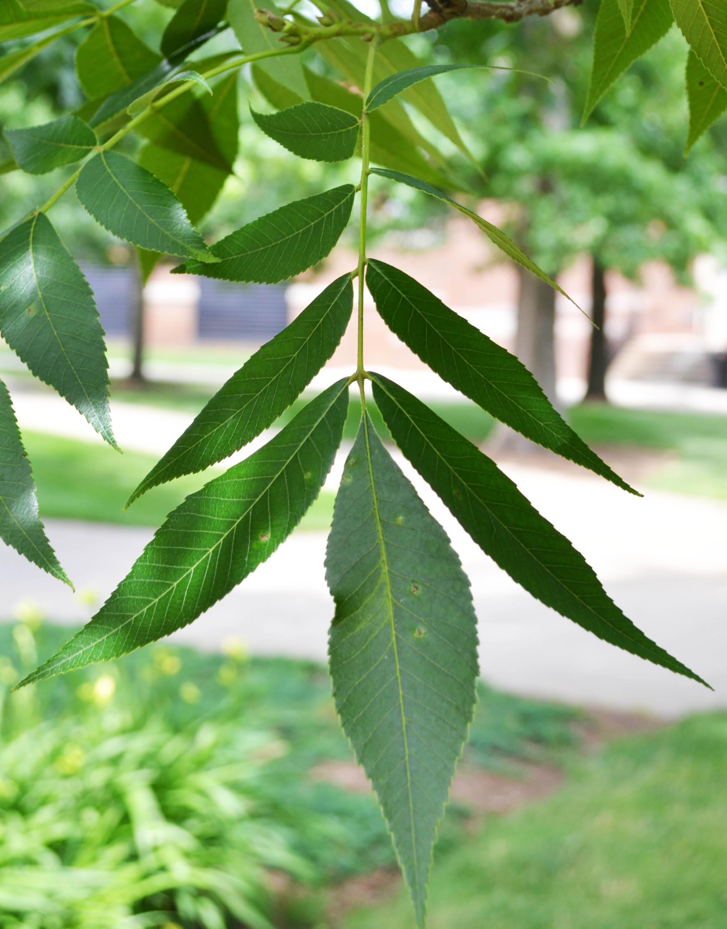 Carya × nussbaumeri – Purdue Arboretum Explorer