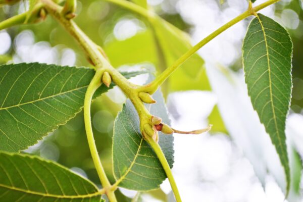 Carya × nussbaumeri - Bud