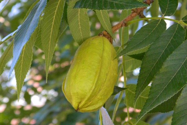 Carya × nussbaumeri - Immature Fruit