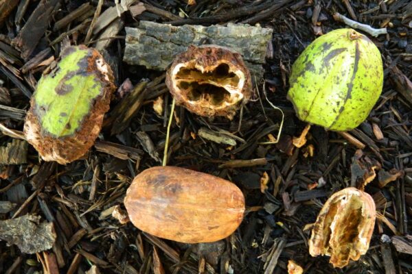 Carya × nussbaumeri - Fallen Fruit