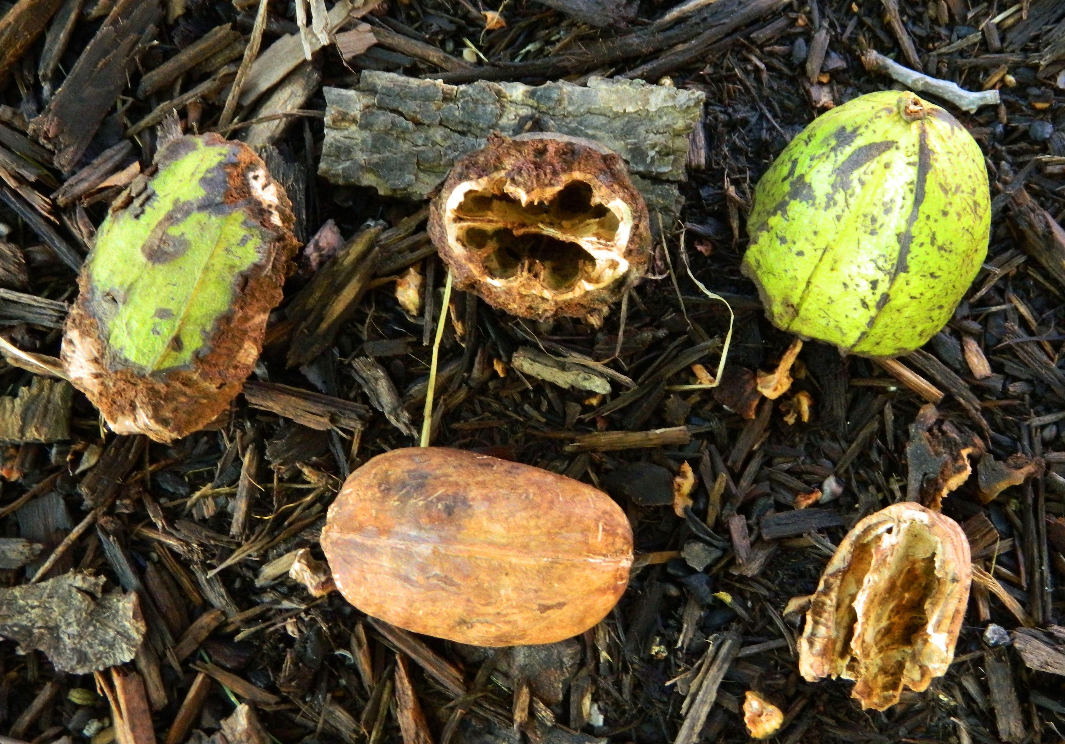 Weaker Shells Carya × nussbaumeri – Purdue Arboretum Explorer