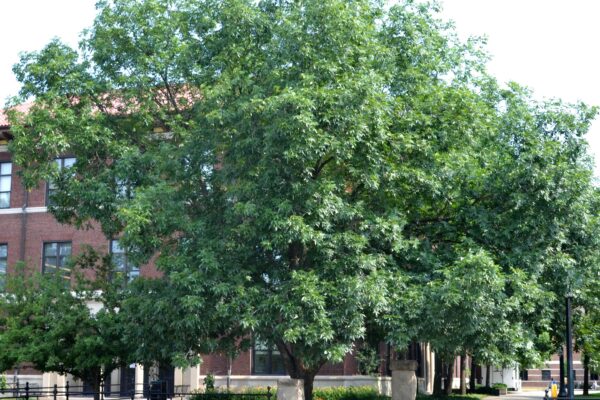 Carya × nussbaumeri - Overall Habit