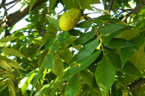 Carya × nussbaumeri - Foliage & Fruit