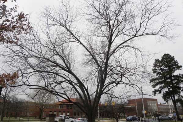 Carya × nussbaumeri - Winter Habit