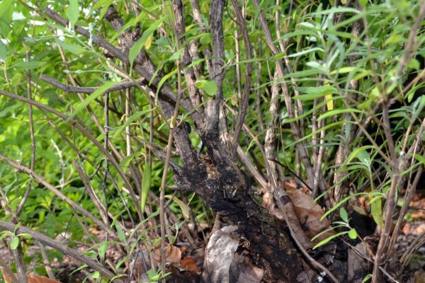 Caryopteris × clandonensis ′Blue Mist′ - Bark