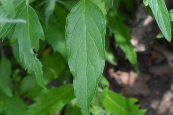 Caryopteris × clandonensis ′Blue Mist′ - Foliage