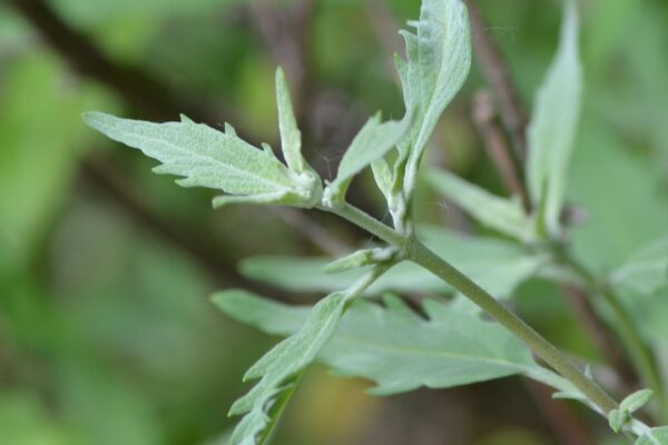 Caryopteris × clandonensis ′Blue Mist′ - Emerging Foliage