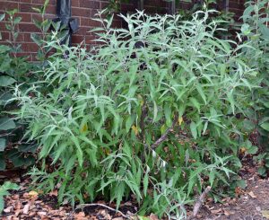 Caryopteris × clandonensis ′Blue Mist′ - Overall Shrub in Summer
