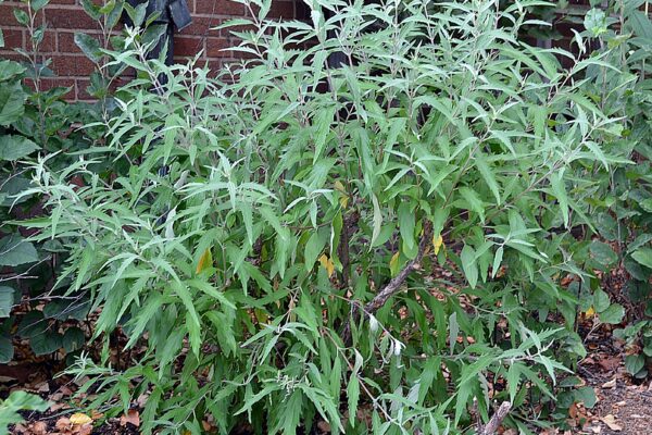 Caryopteris × clandonensis ′Blue Mist′ - Overall Shrub in Summer