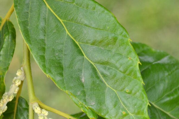 Castanea mollissima - Leaf