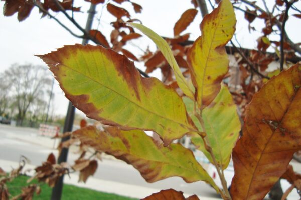 Castanea mollissima - Fall Foliage