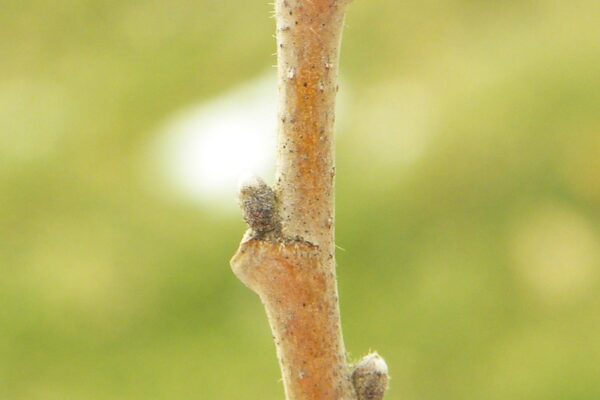 Castanea mollissima - Buds