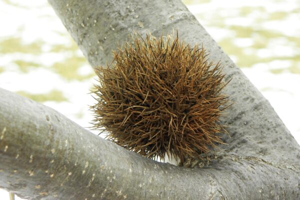 Castanea mollissima - Old Fruit