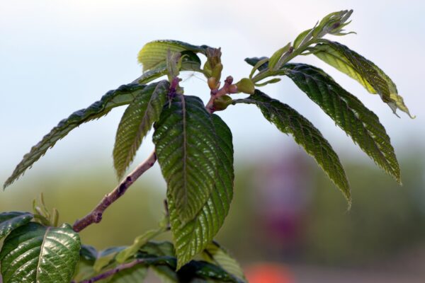 Castanea mollissima - Emerging Foliage