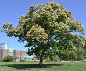 Castanea mollissima - Overall Tree in Summer