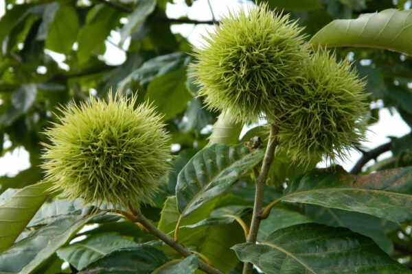 Castanea mollissima - Fruits