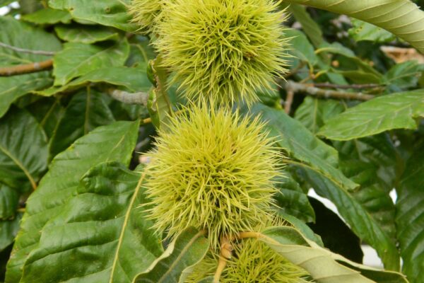 Castanea mollissima - Fruits