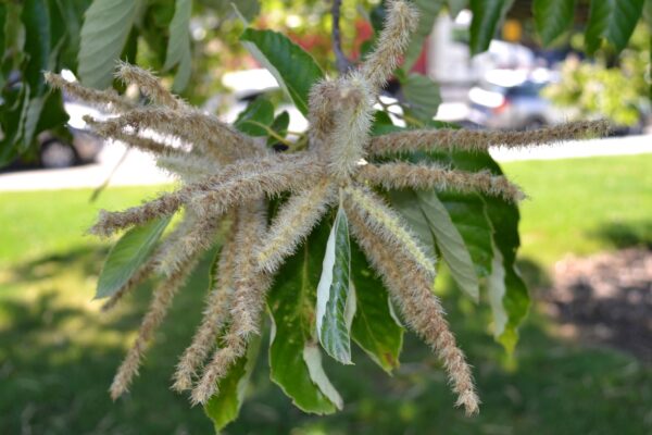 Castanea mollissima - Mature Catkins