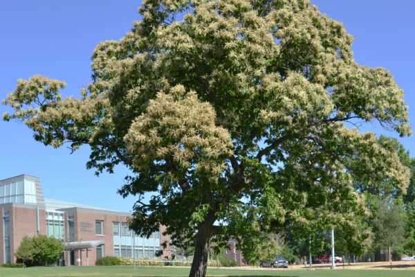 Castanea mollissima - Overall Tree in Summer