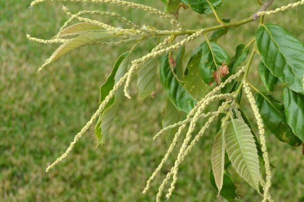 Castanea mollissima - Developing Catkins