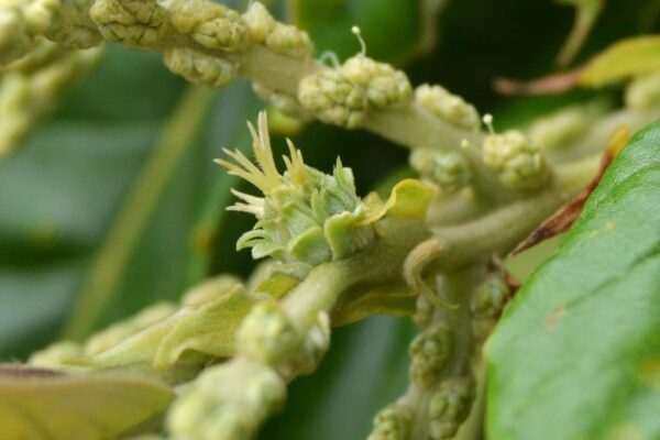 Castanea mollissima - Pistallate (Female) Flower