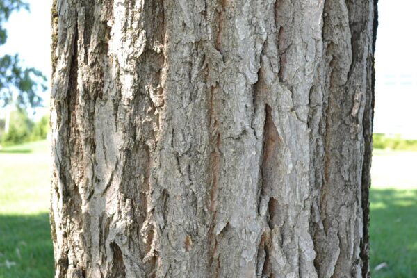 Castanea mollissima - Bark