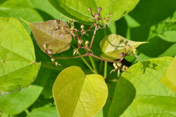 Catalpa bignonioides ′Aurea′ - Emerging Foliage and Flower Buds